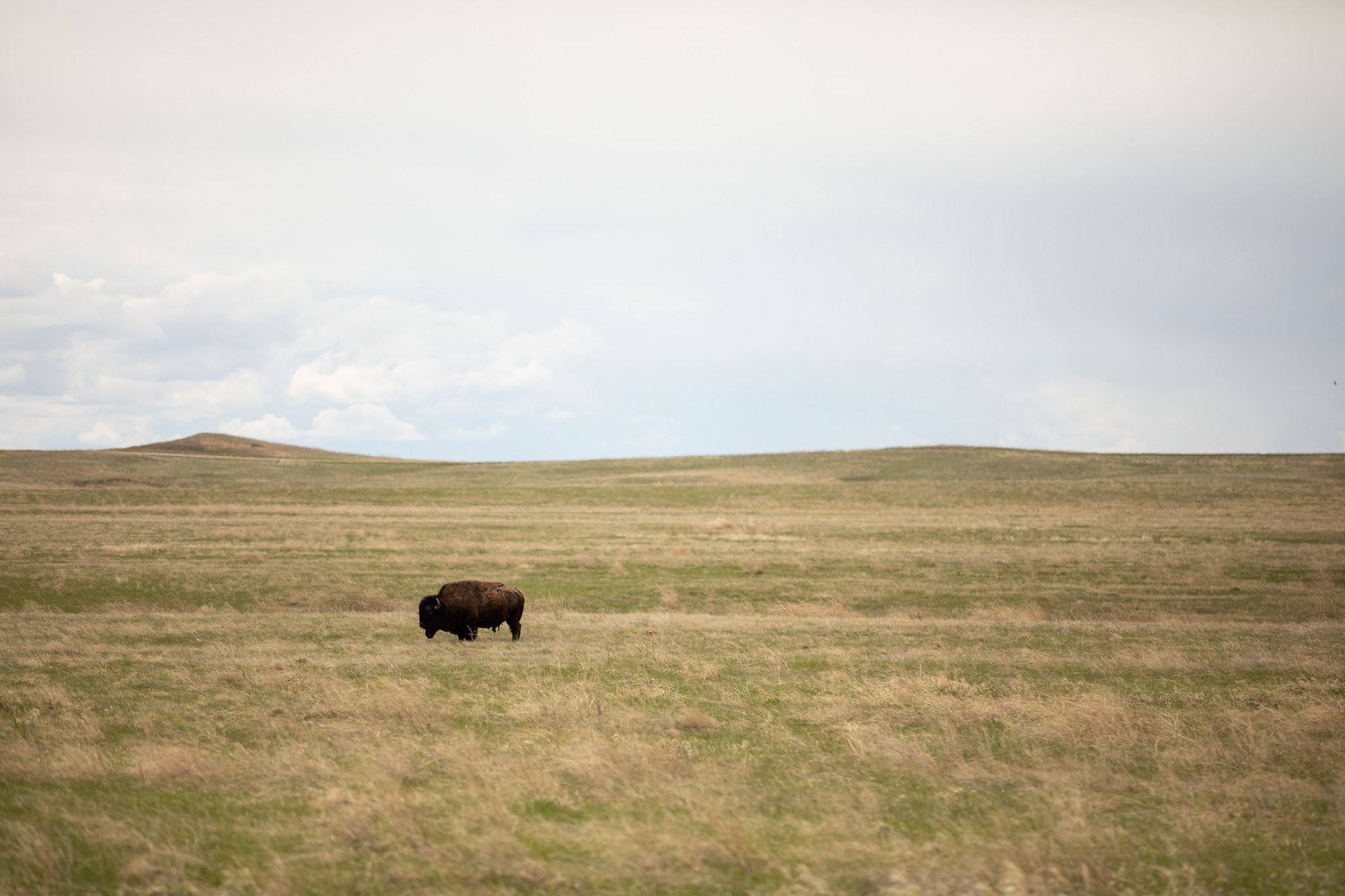 buffalo-badlands